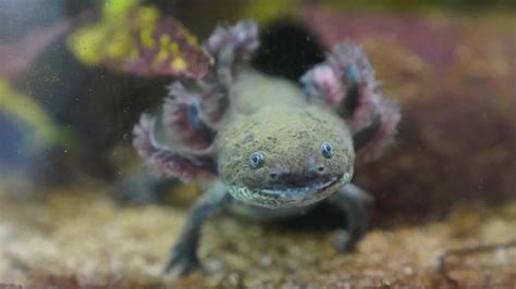 ‘Adopt an axolotl’ campaign launches in Mexico to save iconic species from pollution and trout